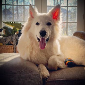 enzobbsshepherd