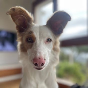 lolathecollie