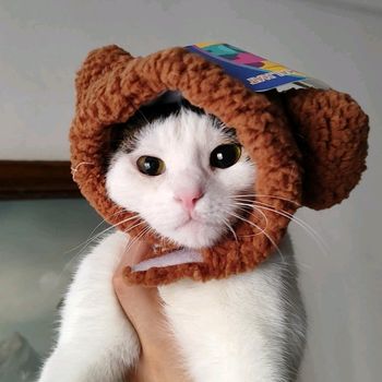 bobothecat