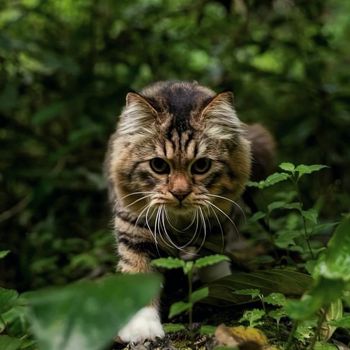 mrpuss