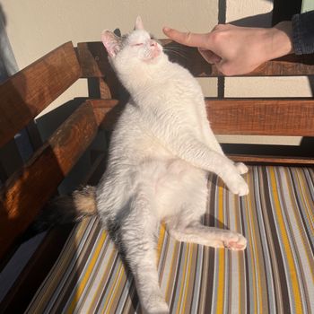 cosmickitty