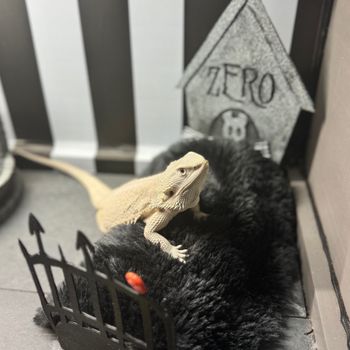 bdzero