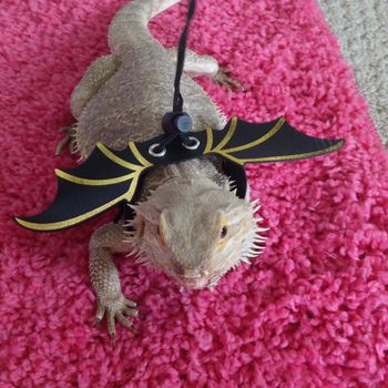 spikette