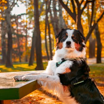 bonnietheaussie