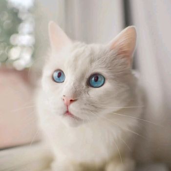 pikumiku