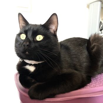 mo
