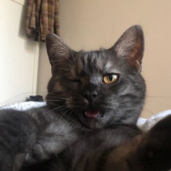 luni