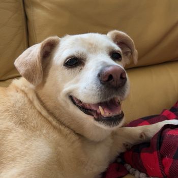 dobbydunf1