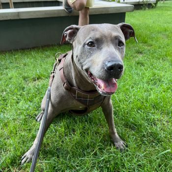 gracie