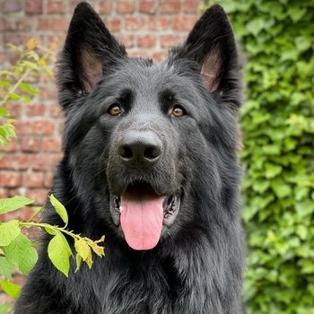 blackradja