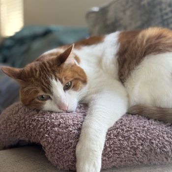 austinthecat