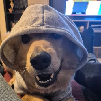 coco_thebossdog