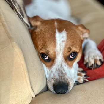 rosalita