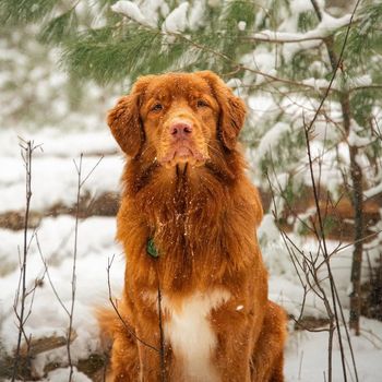 foxxtoller