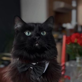 shadowblackkitty