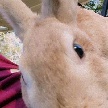 sunnyrabbit