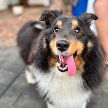 margotsheltie