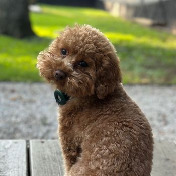 littlegingy