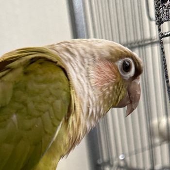 babybird