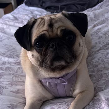 violet