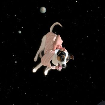 tofuthedog
