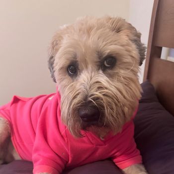 butter_the_wheatie