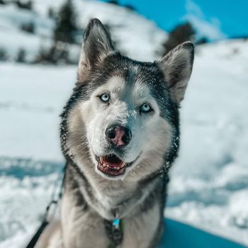goodboyjoy
