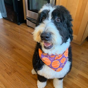 milothebernedude
