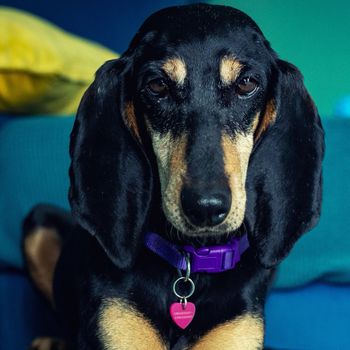 penelopetheitalianhound