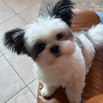 lulubi