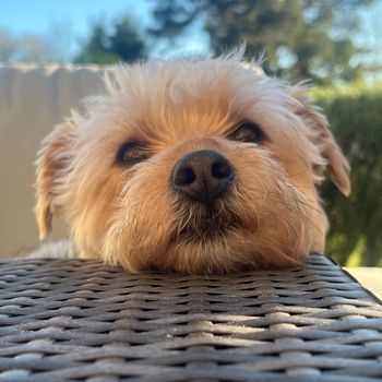 rileyroo