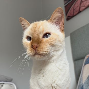 mimithecat