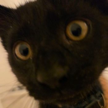 bingus_mingus