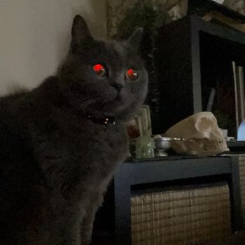 laminibruja