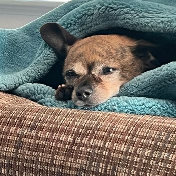 charliecharliethechi