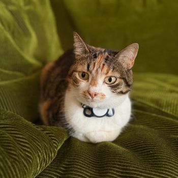 jinn_calico