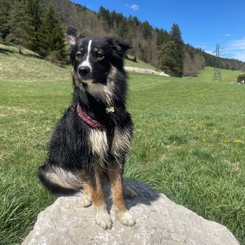 borssie_jazz
