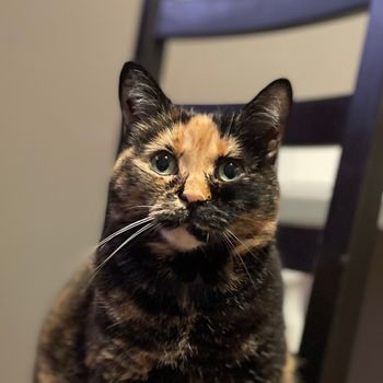 piperthecat