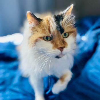 angelthecat