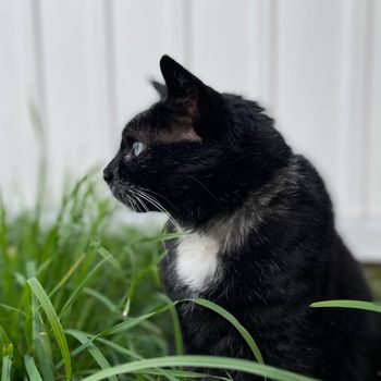 finnthecat
