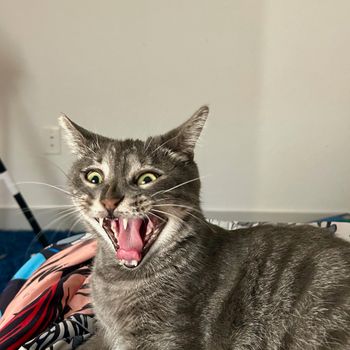 danlclmn