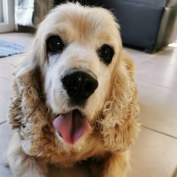 gooboy_bamboo