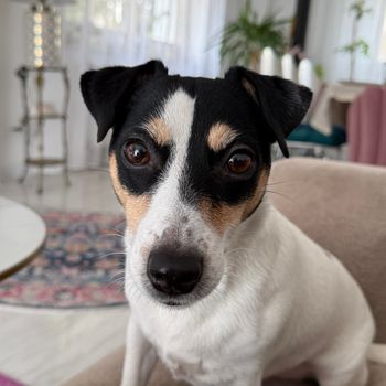 bellajackrussel