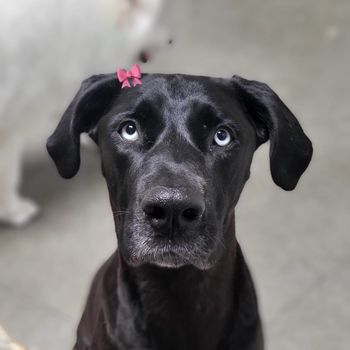 onyxthedoggie