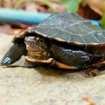 turtle_