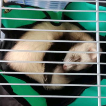 salem_ferret