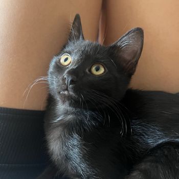 kurothecat