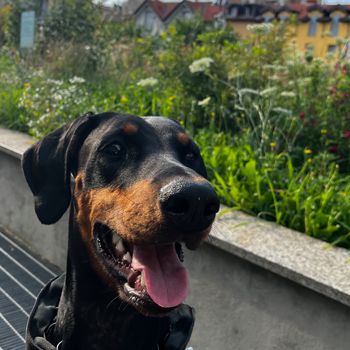 ecothedobbie