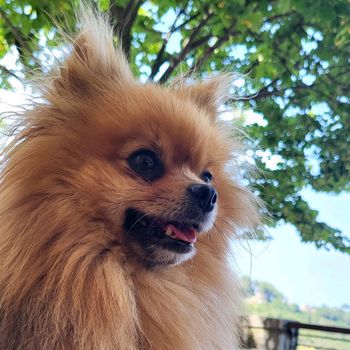 murph_thepom