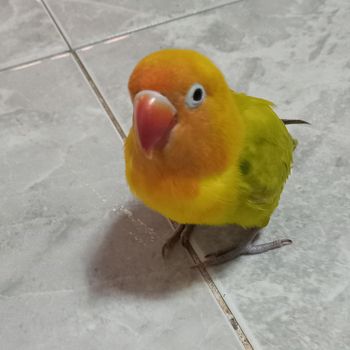 kiwi_is_savage